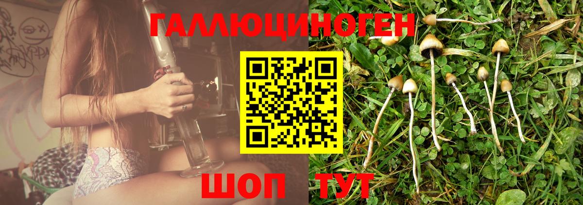 Галлюциногенные грибы Psilocybe Егорьевск